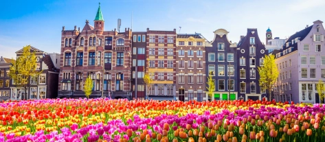 Dutch Desk Mazars tulips Netherlands